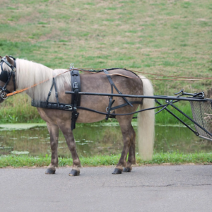 STAR Economic single harness